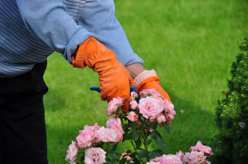 Safe and precise hedge trimming in Norwood outdoors
